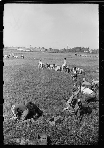 Untitled photo, possibly related to: Cranberry pickers, Burlington County, New Jersey