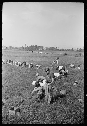 Untitled photo, possibly related to: Cranberry pickers, Burlington County, New Jersey