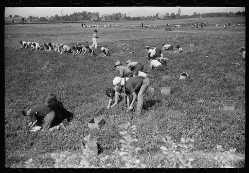 Untitled photo, possibly related to: Cranberry pickers, Burlington County, New Jersey