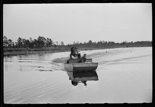During the picking process many of the cranberries are torn from the vines and fall to the ground. The bogs are then flooded and agitated with the hydroplane which causes the cranberries to float, Burlington County, New Jersey