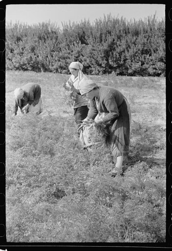 Untitled photo, possibly related to: Woman picking carrots, Camden County, New Jersey