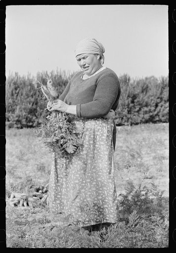 Woman picking carrots, Camden County, New Jersey