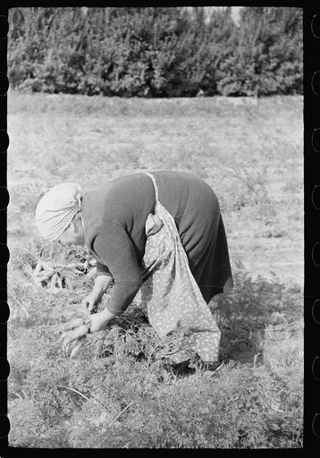 Untitled photo, possibly related to: Woman picking carrots, Camden County, New Jersey