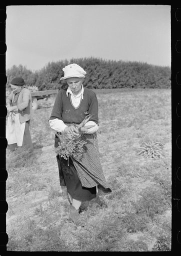 Untitled photo, possibly related to: Woman picking carrots, Camden County, New Jersey