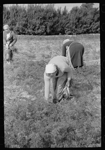 Women picking carrots, Camden County, New Jersey