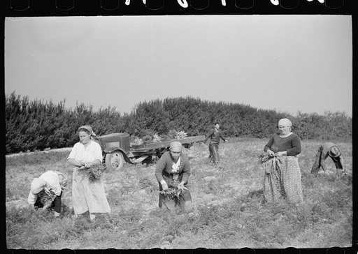 Women picking carrots. These women come from the Italian section of Philadelphia to work on the large truck farms in Camden County, New Jersey