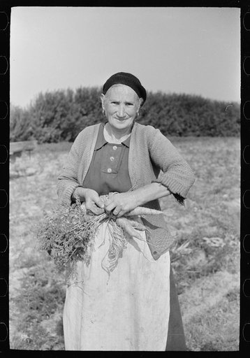 Untitled photo, possibly related to: Woman picking carrots, Camden County, New Jersey