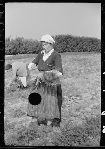 Untitled photo, possibly related to: Woman picking carrots, Camden County, New Jersey