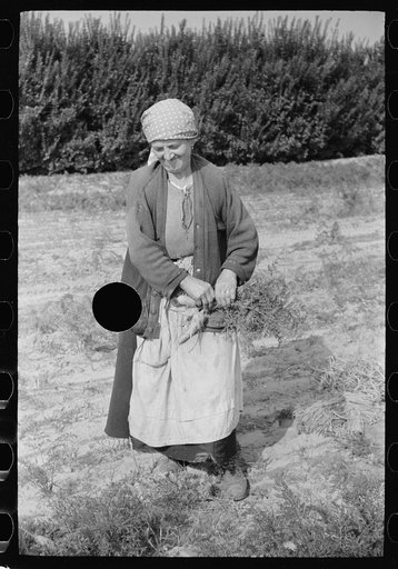 Untitled photo, possibly related to: Woman picking carrots, Camden County, New Jersey