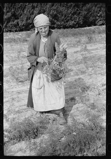 Woman picking carrots, Camden County, New Jersey