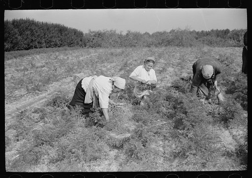 Untitled photo, possibly related to: Woman picking carrots, Camden County, New Jersey