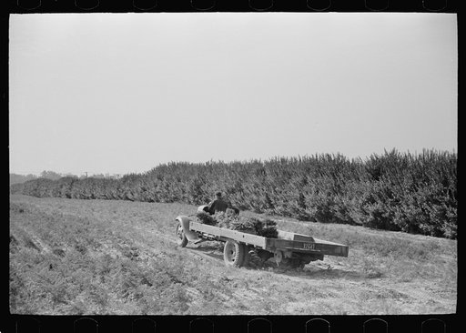Untitled photo, possibly related to: Loading carrots on truck, Camden County, New Jersey