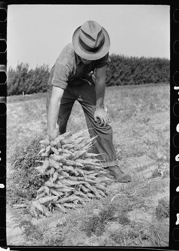 Untitled photo, possibly related to: Farm laborer piling up bunches of carrots, Camden County, New Jersey