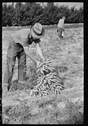 Farm laborer piling up bunches of carrots, Camden County, New Jersey