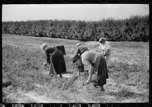 Untitled photo, possibly related to: Women picking carrots, Camden County, New Jersey