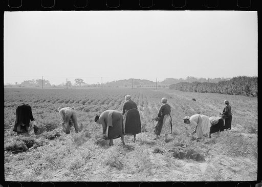 Women picking carrots, Camden County, New Jersey