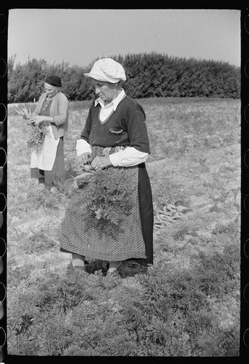 Women picking carrots, Camden County, New Jersey