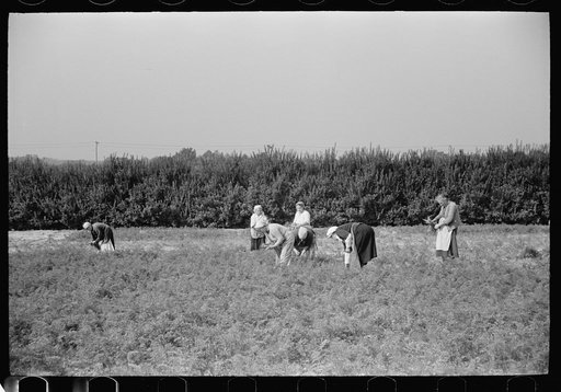 Untitled photo, possibly related to: Women picking carrots, Camden County, New Jersey