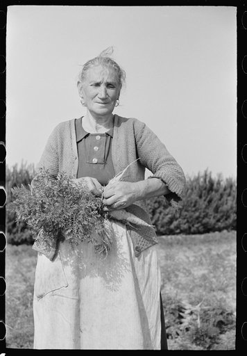 Woman picking carrots, Camden County, New Jersey
