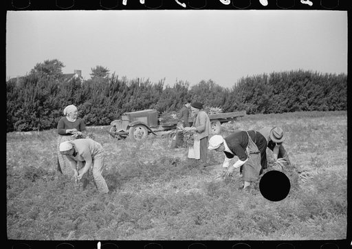 Untitled photo, possibly related to: Women picking carrots, Camden County, New Jersey
