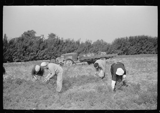 Untitled photo, possibly related to: Women picking carrots, Camden County, New Jersey