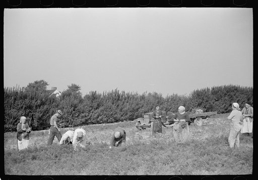 Untitled photo, possibly related to: Women picking carrots, Camden County, New Jersey