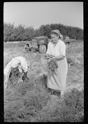 Women picking carrots, Camden County, New Jersey