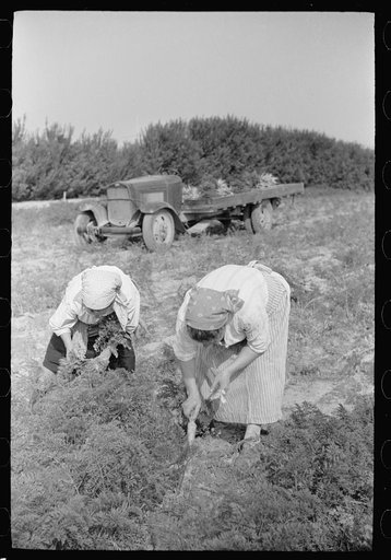 Untitled photo, possibly related to: Women picking carrots, Camden County, New Jersey