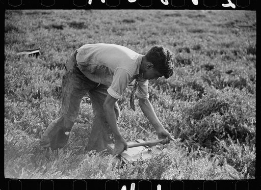 Untitled photo, possibly related to: Boy with cranberry scoop, Burlington County, New Jersey