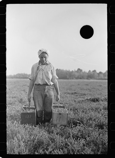 Untitled photo, possibly related to: Girl carrying boxes of cranberries to loading station, Burlington County, New Jersey