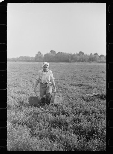 Girl carrying boxes of cranberries to loading station, Burlington County, New Jersey