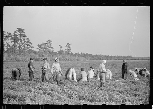 Untitled photo, possibly related to: Cranberry pickers in bog, Burlington County, New Jersey