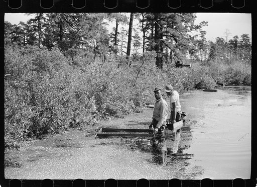 Untitled photo, possibly related to: Gathering cranberries that are floating on the surface of a flooded bog, Burlington County, New Jersey