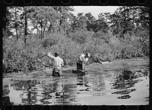 Gathering cranberries that are floating on the surface of a flooded bog, Burlington County, New Jersey