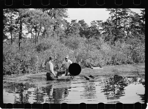 Untitled photo, possibly related to: Gathering cranberries that are floating on the surface of a flooded bog, Burlington County, New Jersey