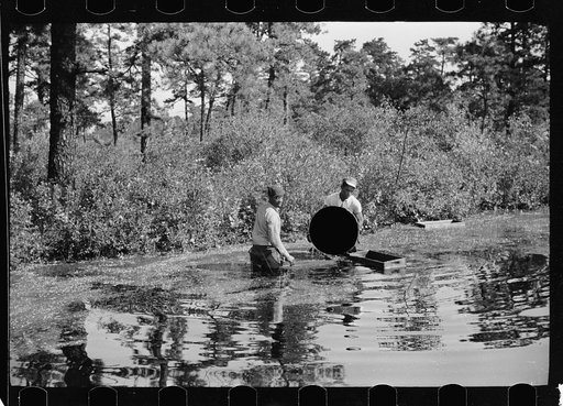 Untitled photo, possibly related to: Gathering cranberries that are floating on the surface of a flooded bog, Burlington County, New Jersey