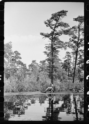 Untitled photo, possibly related to: Gathering cranberries that are floating on the surface of a flooded bog, Burlington County, New Jersey