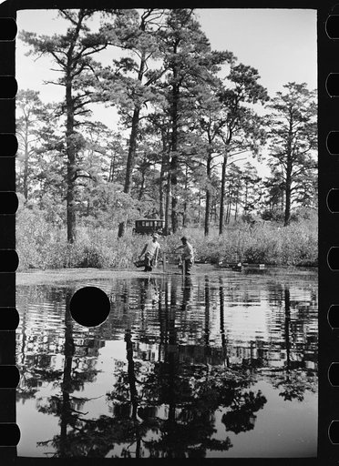 Untitled photo, possibly related to: Gathering cranberries that are floating on the surface of a flooded bog, Burlington County, New Jersey