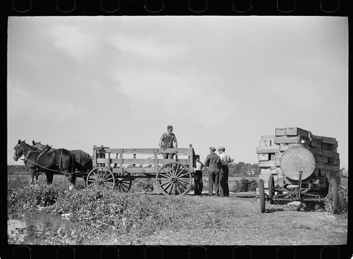 Wagon for transporting the cranberries from bog to sorting house, Burlington County, New Jersey