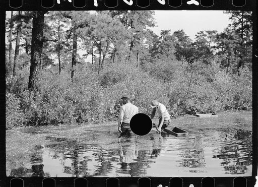 Untitled photo, possibly related to: Gathering cranberries that are floating on the surface of a flooded bog, Burlington County, New Jersey