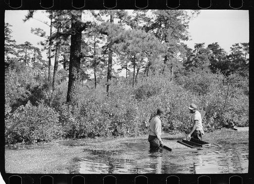 Untitled photo, possibly related to: Gathering cranberries that are floating on the surface of a flooded bog, Burlington County, New Jersey