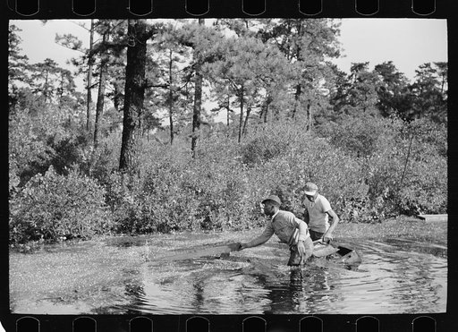 Gathering cranberries that are floating on the surface of a flooded bog, Burlington County, New Jersey
