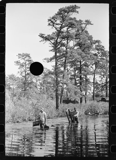 Untitled photo, possibly related to: Gathering cranberries that are floating on the surface of a flooded bog, Burlington County, New Jersey