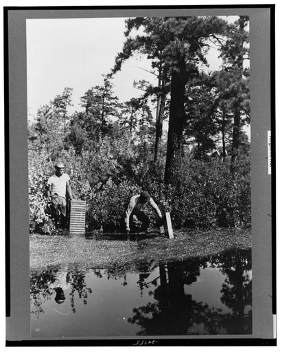 Gathering cranberries that are floating on the surface of a flooded bog, Burlington County, New Jersey