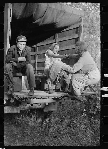 Untitled photo, possibly related to: Cranberry picker, Burlington County, New Jersey