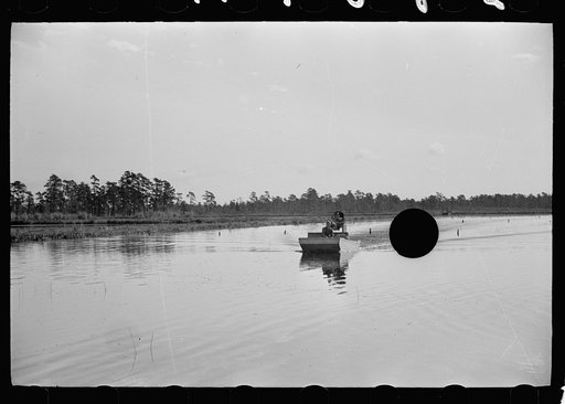 Untitled photo, possibly related to: Cranberry picker, Burlington County, New Jersey