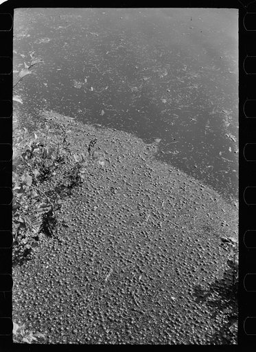 Cranberries floating on the surface of a flooded bog, Burlington County, New Jersey