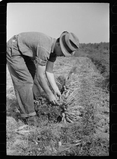 Untitled photo, possibly related to: Tying carrots in bunches, Camden County, New Jersey