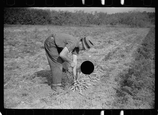 Untitled photo, possibly related to: Tying carrots in bunches, Camden County, New Jersey