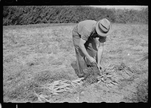 Tying carrots in bunches, Camden County, New Jersey